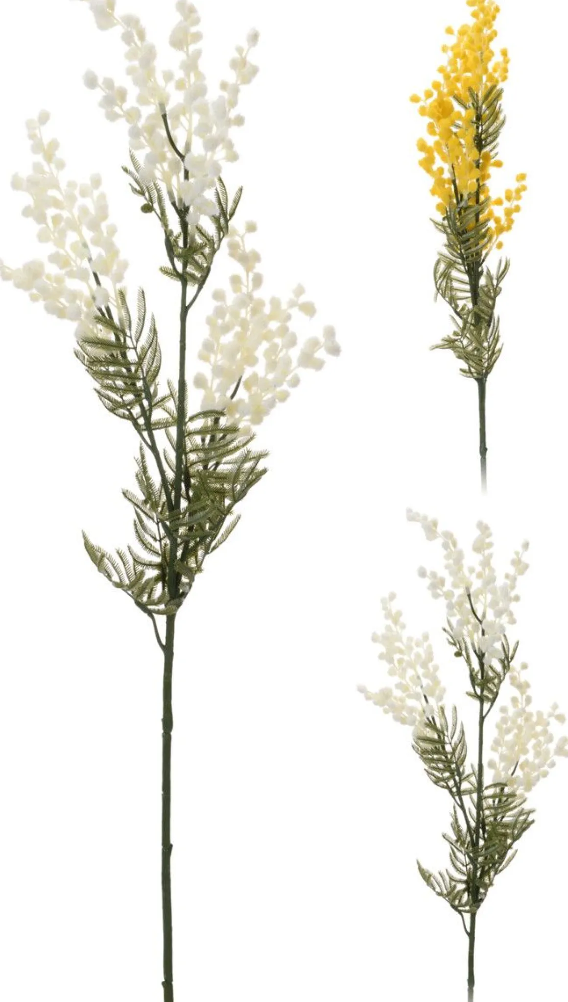 ACACIAFARNESIANA 85 CM TEKOKASVI LAJITELMA