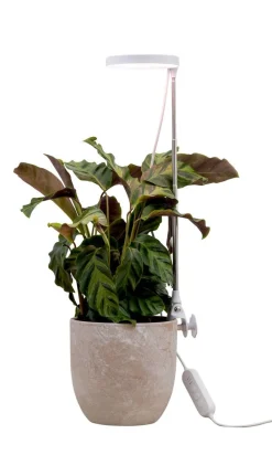 AIRAM KASVIVALAISIN ROSE 10W/835 290LM