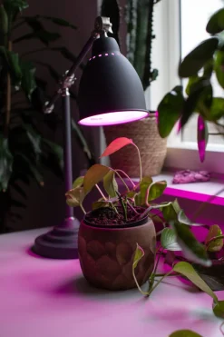 AIRAM LED KASVILAMPPU VAKIO 5W VAKIO E27 KIRKAS FILAMENT 180 LM