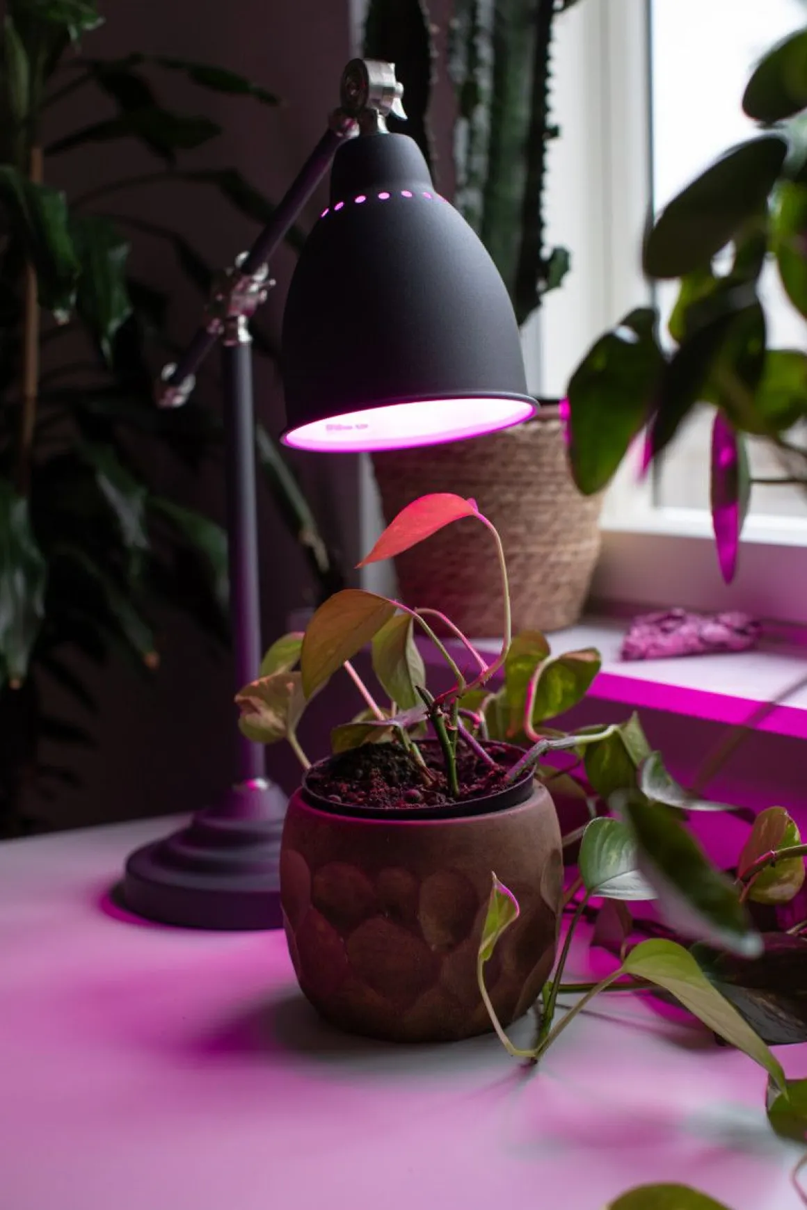AIRAM LED KASVILAMPPU VAKIO 5W VAKIO E27 KIRKAS FILAMENT 180 LM