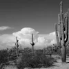 ART LINK CANVASTAULU CACTUS 70X100