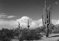 ART LINK CANVASTAULU CACTUS 70X100