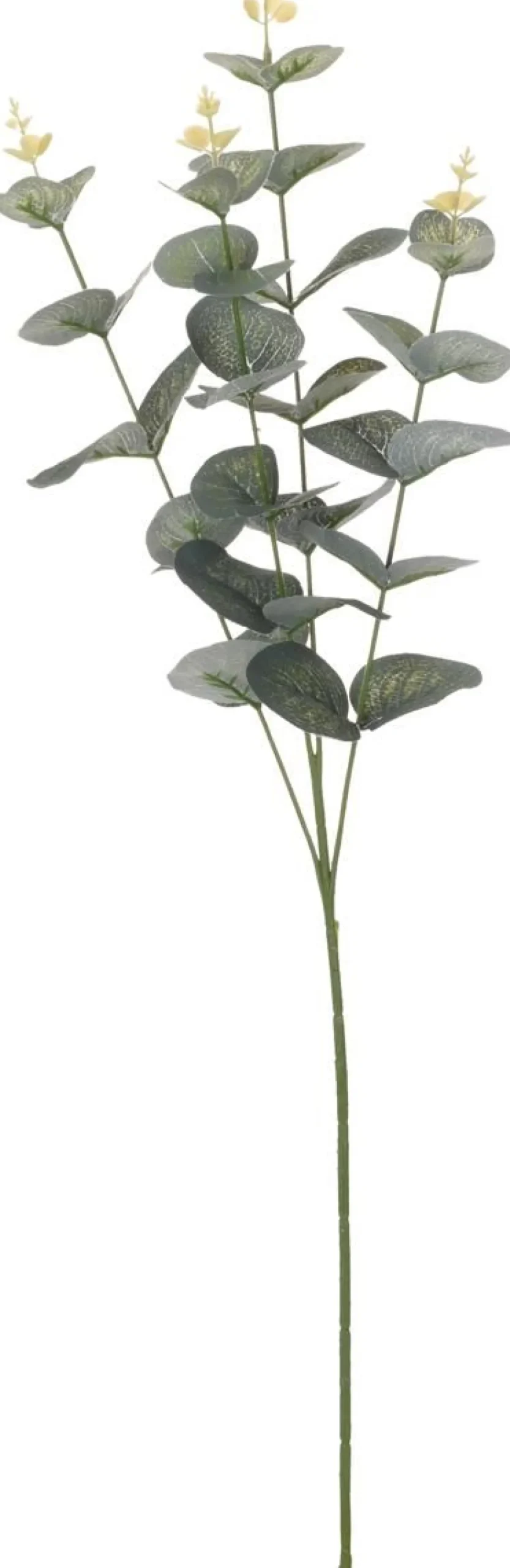 EUKALYPTUSOKSA 65CM