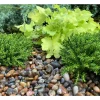 GREENCARE KORISTEKIVI MERENRANTA 10KG 10 KG