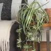 KIRJORÖNSYNLILJA RUUKUSSA 45CM