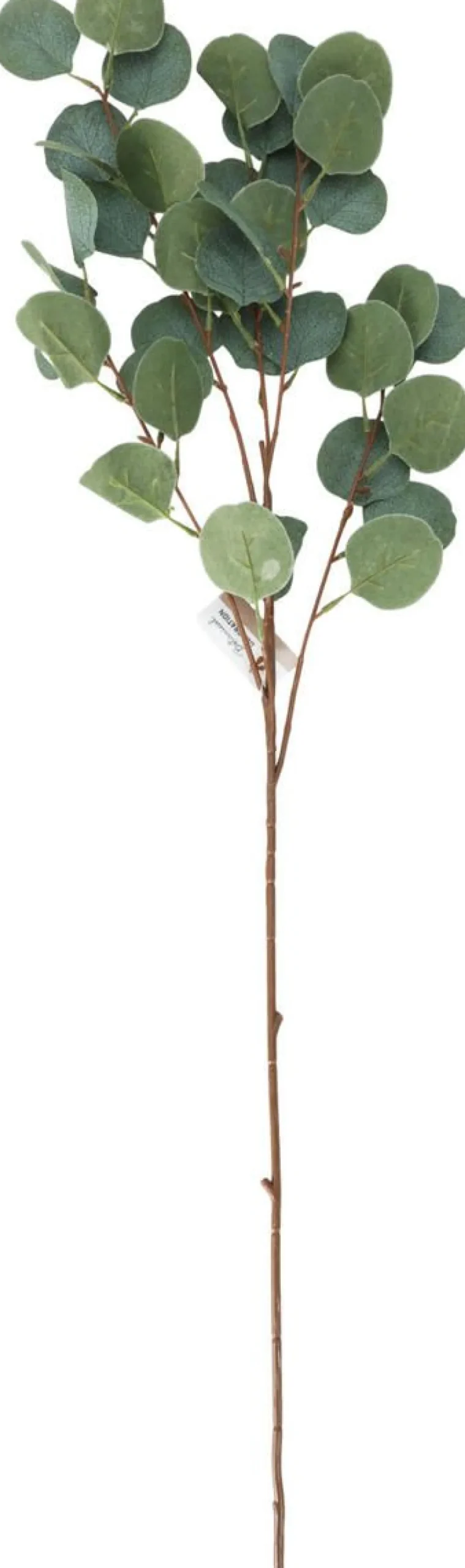 KORISTE OKSAN LEHTI 90CM