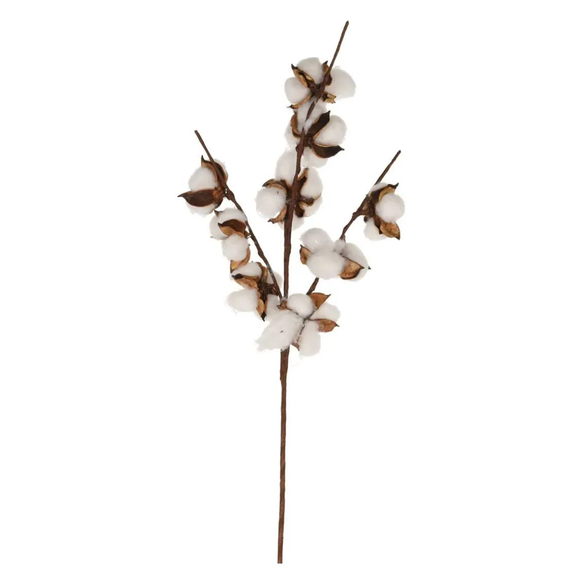 KORISTEOKSA 54CM