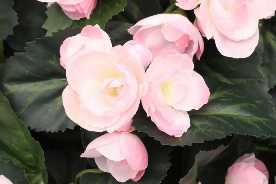 4LIVING BEGONIA AMPPELI TEKOKASVI VAALEANPUNAINEN