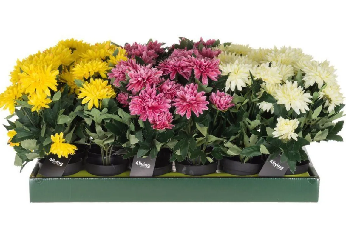 4LIVING KRYSANTEEMI RUUKUSSA 28 CM TEKOKASVI LAJITELMA