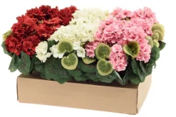 4LIVING PELARGONIA KIMPPU TEKOKASVI LAJITELMA