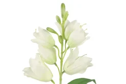 4LIVING UKONKELLO OKSA VALKOINEN 71 CM