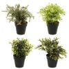 4LIVING VIHERKASVI 10CM