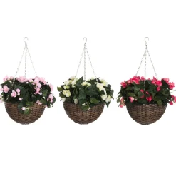 4LIVING BEGONIA AMPPELI 60 CM