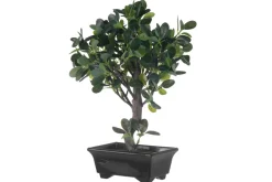 4LIVING BONSAI FIIKUS