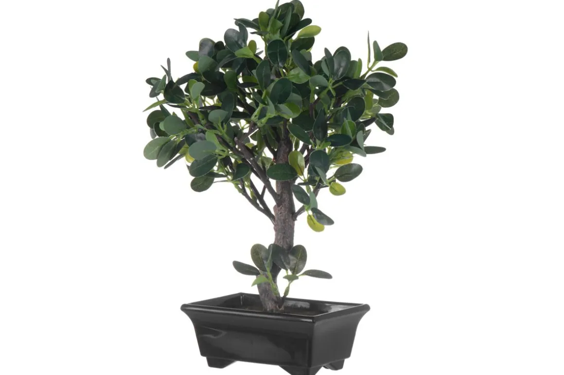 4LIVING BONSAI FIIKUS