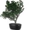 4LIVING BONSAI MÄNTY