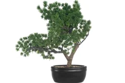 4LIVING BONSAI MÄNTY
