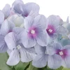4LIVING HORTENSIA RUUKUSSA TEKOKASVI LAJITELMA