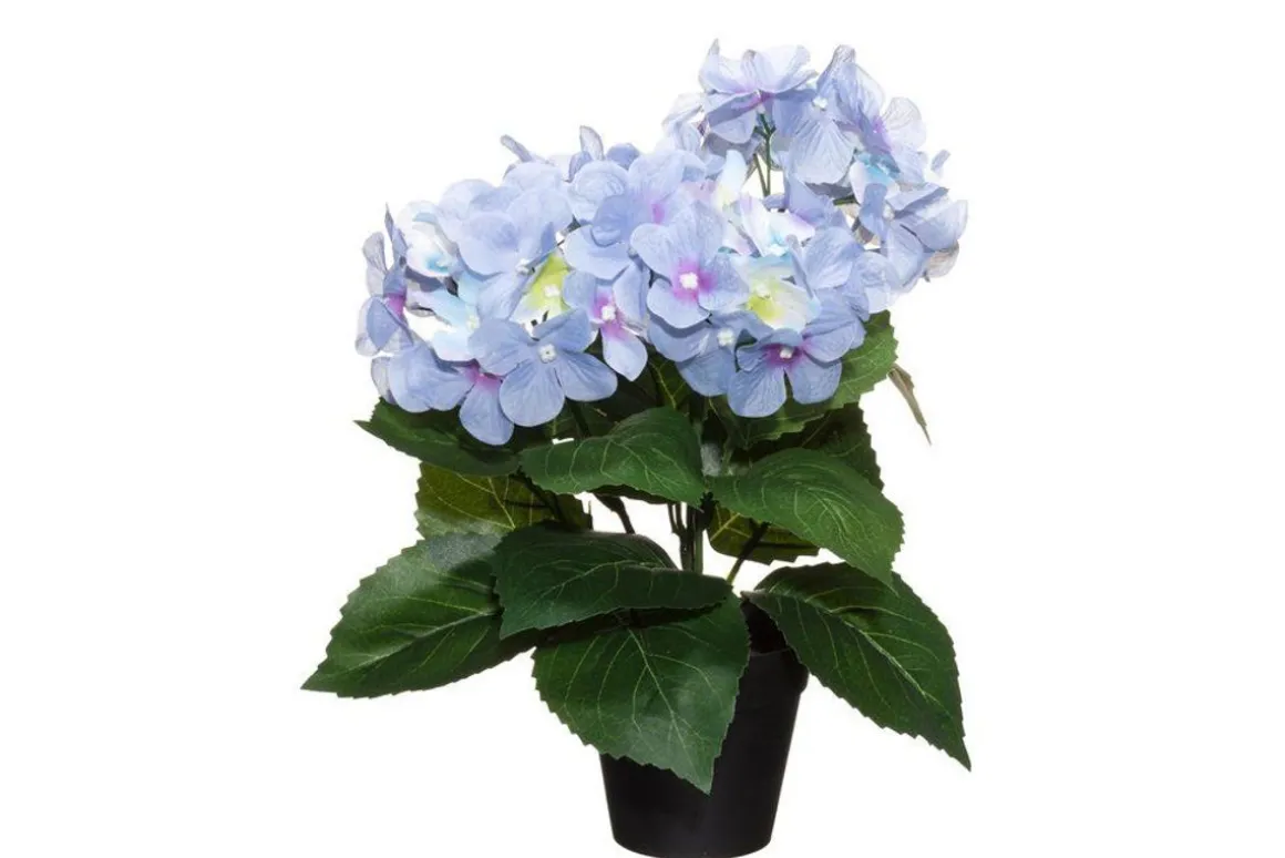 4LIVING HORTENSIA RUUKUSSA TEKOKASVI LAJITELMA