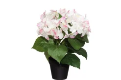 4LIVING HORTENSIA RUUKUSSA TEKOKASVI LAJITELMA
