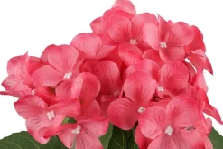 4LIVING HORTENSIA RUUKUSSA TEKOKASVI LAJITELMA