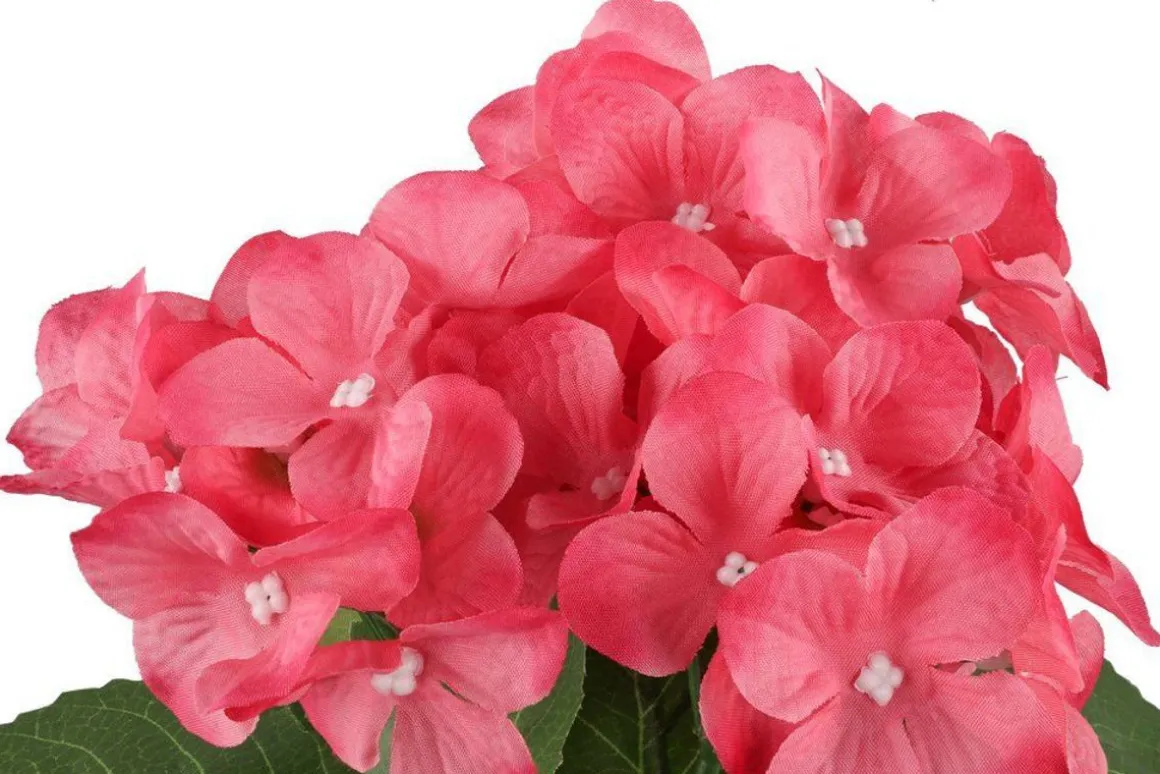 4LIVING HORTENSIA RUUKUSSA TEKOKASVI LAJITELMA