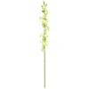 4LIVING KYMBIDI MINI OKSA LIME 71 CM