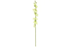 4LIVING KYMBIDI MINI OKSA LIME 71 CM