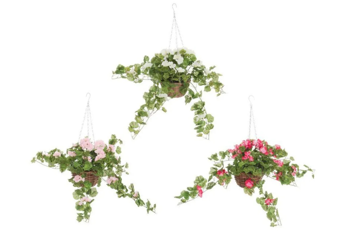 4LIVING PELARGONIA AMPPELI TEKOKASVI LAJITELMA