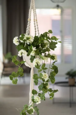 4LIVING PELARGONIA KIMPPU RIIPPUVA 80 CM TEKOKASVI LAJITELMA