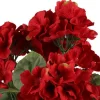 4LIVING PELARGONIA RUUKUSSA TEKOKASVI LAJITELMA