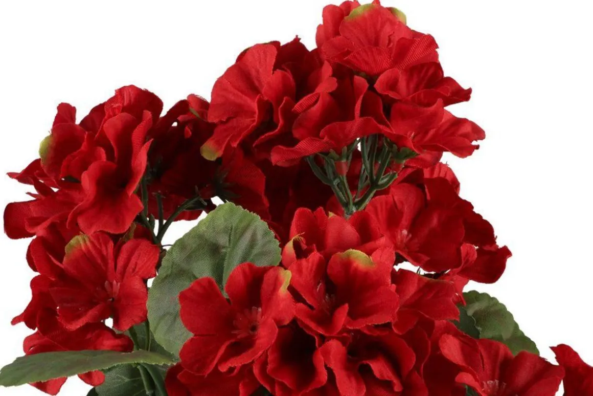 4LIVING PELARGONIA RUUKUSSA TEKOKASVI LAJITELMA