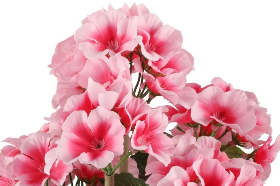 4LIVING PELARGONIA RUUKUSSA TEKOKASVI LAJITELMA