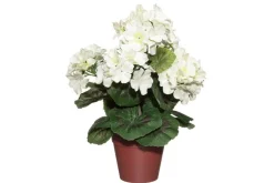 4LIVING PELARGONIA RUUKUSSA TEKOKASVI LAJITELMA