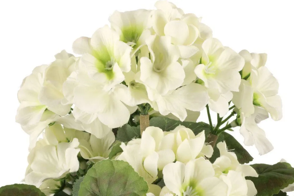 4LIVING PELARGONIA RUUKUSSA TEKOKASVI LAJITELMA