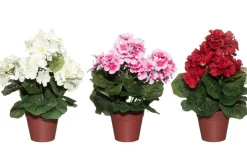 4LIVING PELARGONIA RUUKUSSA TEKOKASVI LAJITELMA