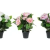 4LIVING PIONI RUUKUSSA 45 CM TEKOKASVI LAJITELMA