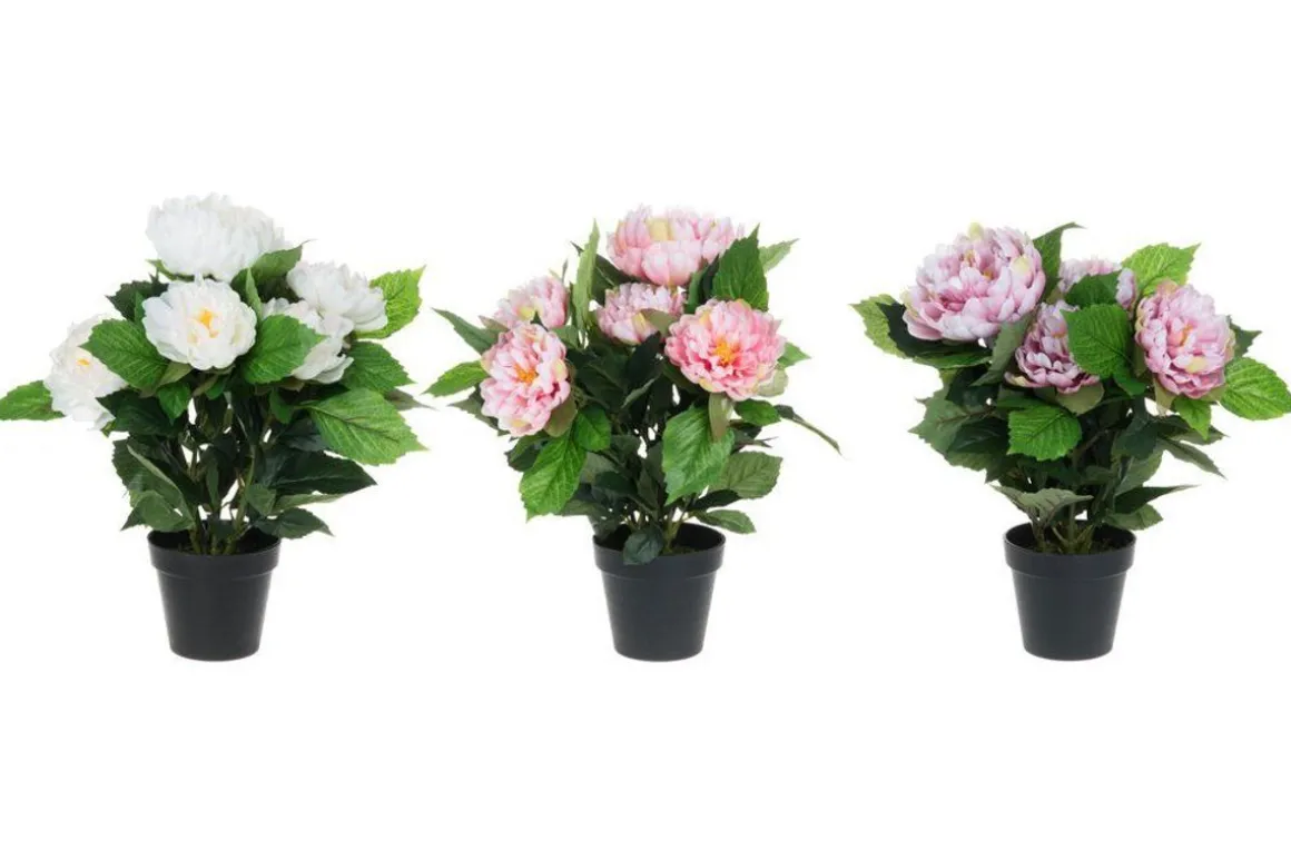 4LIVING PIONI RUUKUSSA 45 CM TEKOKASVI LAJITELMA