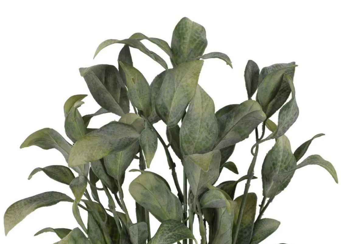 4LIVING SALVIA KIMPPU 34 CM TEKOKASVI