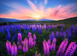 RAVENSBURGER LUPINS 500 PALAA
