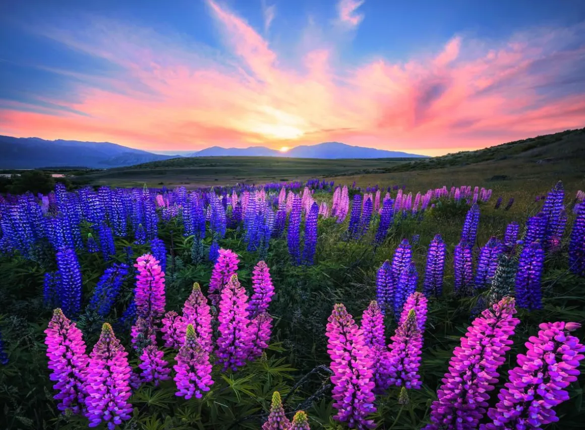 RAVENSBURGER LUPINS 500 PALAA