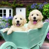 RAVENSBURGER PALAPELI 200P GOLDEN RETRIEVER
