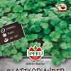 SCHETELIG KORIANTERI MARINO