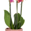 SCHEURICH ORKIDEARUUKKU 667/15 LYCHEE PINKKI
