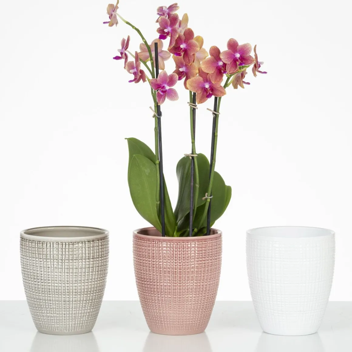 SCHEURICH ORKIDEARUUKKU 667/15 LYCHEE PINKKI