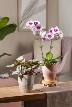 SCHEURICH ORKIDEARUUKKU 667/15 LYCHEE PINKKI