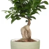SCHEURICH RUUKKU 950/19 MATCHA CREAM