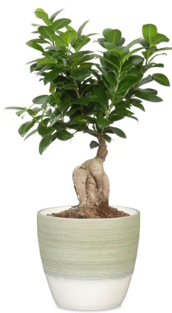 SCHEURICH RUUKKU 950/19 MATCHA CREAM