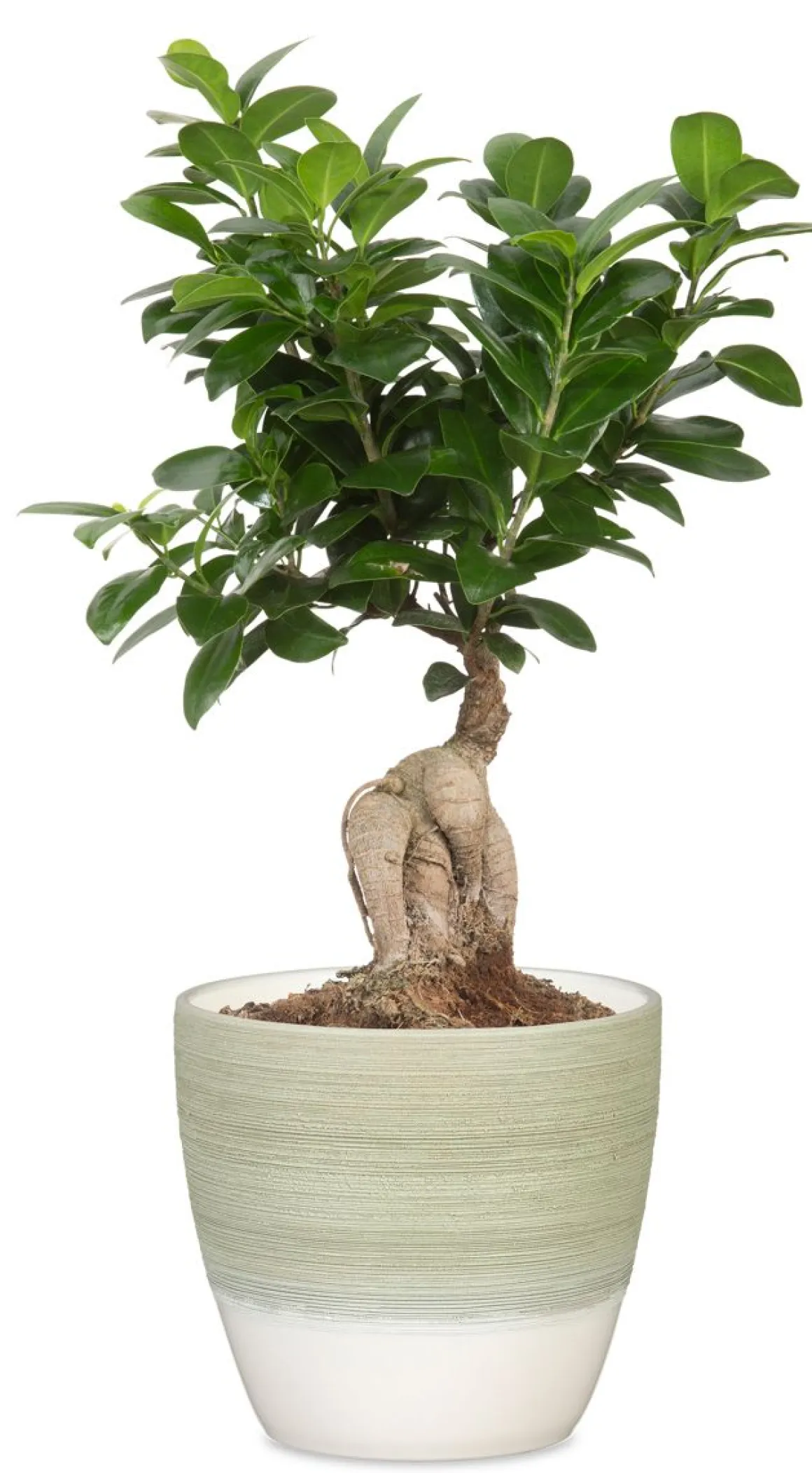 SCHEURICH RUUKKU 950/19 MATCHA CREAM