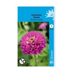SIEMEN ISOTSINNIA ROYAL PURPLE HR3